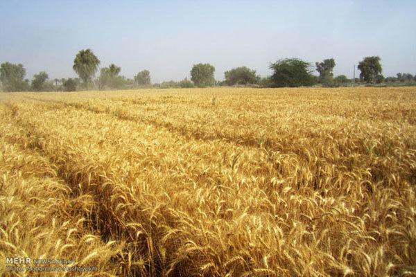 643 هزار تن گندم از کشاورزان آذربایجان شرقی خریداری می شود