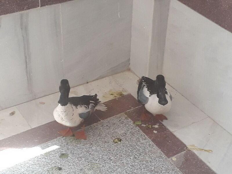 خبرنگاران 2 قطعه اردک نوک پهن در زیستگاه های طبیعی دالاهو رها شد