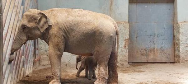 آخرین شرایط فیل متولد شده در باغ وحش ارم، صندلی فیل ها بزرگتر می گردد