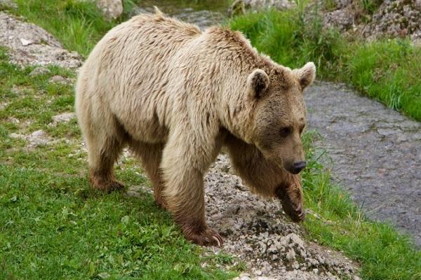 ثبت تصاویری از خرس در منطقه البرز مرکزی