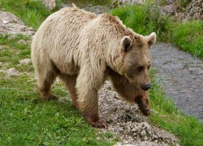 ثبت تصاویری از خرس در منطقه البرز مرکزی