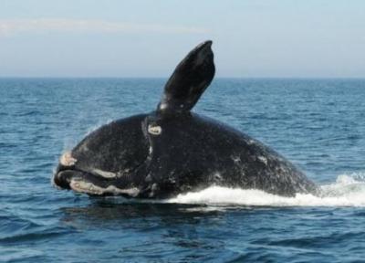 تور روسیه: نجات بچه نهنگ قاتل در نزدیکی سواحل روسیه