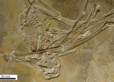 کشف فسیل یک دایناسور عجیب با 400 دندان قلاب دار