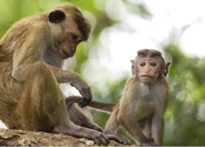 واردات میمون از اوگاندا
