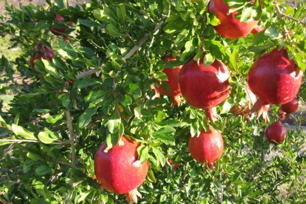 برگزاری جشنواره انار و فاروق در استان فارس