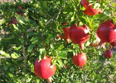 برگزاری جشنواره انار و فاروق در استان فارس